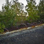 Trees . . . not young trees . . . growing through the roof of the Roosevelt